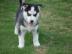 Reinrassige Siberian Husky Welpen mit Pa