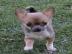 Liebevolle Erh?ltlich Mini-Chihuahua-Wel