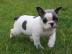 Franz�sische Bulldogge (Welpen mit  400EUR
