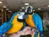 blaue und gelbe Ara-Papageien