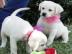 Labrador Retriever verf�gbar