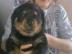 Entz�ckende Rottweiler Welpen