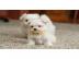S��e Mini Malteser Welpen