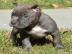 Pit-Bull-Terrier-Welpen m�nnlich und wei