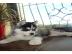 Wundersch�ne siberian Husky Welpen