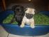 S��e Mops R�den suchen ein Zuhause!