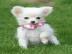 Chihuahua Puppies Miniaratura Geschenk