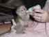 Zwei Wundersch�ne baby affen