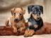 Wundersch?ne zwergpinscher Welpen
