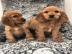 Entz?ckende Cocker Spaniel Welpen zu ver