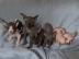 Sphynx-K�tzchen suchen ein Zuhause f�r i