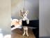 Savannah Kitten F6 SBT