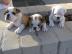 Wundersch�ne englische Bullenhunde mit W