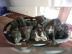 Wurfank�ndigung American Bully XL Welpen