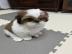 Wir haben au�erdem zwei bezaubernde Shih