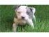Zuckers��e Exclusive Reinrassige Blueli