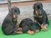 Super Sozialisierte Dobermannwelpen mit