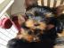 Absolut gesunde Yorkie-Welpen