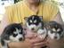 S��e reinrassige pomsky welpen