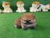 Teacup Pomeranian Spitz Welpen