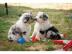 Bezaubernde Australian Shepherd Welpen
