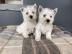 West Highland White Terrier-puppys te k
