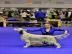 English Setter Reinrassige Welpen
