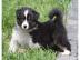 reinrassige Australian Shepherd Welpen