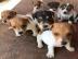 Diese s��en Jack-Russell-Welpen k�nnen n