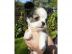 Reinrassige  Chihuahuawelpen