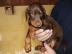 Wundersch�ne Kr�ftige Dobermann Welpen