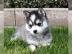 Pomsky Welpen