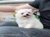 Pomeranian Welpenjunge verf�gbar und ber