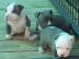 Reinrassige PitBull Terrier Welpen
