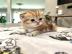 Scottish Fold K?tzchen zu verkaufen