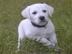 Wir haben zwei Labrador Retriever Welpen