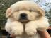 Wundersch�ne Golden Retriever Welpen f�r