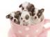 bildh�bsche Chihuahua Welpen!