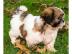 Erh?ltlich Shih Tzu Welpen mit Papieren