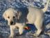 Abgabebereit! Labrador Welpen mit Papier