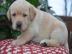 Labrador Welpen mit Papieren