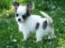 Super s��e MINI chihuahua welpen