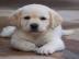 Labrador Welpen