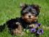 Mini Yorkshire Terrier Welpen Rde & Wei