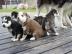 Sch�ne Siberian Husky-Welpen von den bes