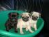 Super S��e Mini Reinrassige Mops Welpen