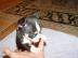 Chihuahua welpe 9 weibchen reinrassig