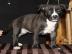 Sch�ne Pitbull Terrier Welpen