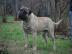 Bullmastiff wundersch�ne Welpen