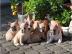 French Bullys Traumhafte Welpen der Extr